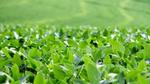 A photo of soybean fields in Brazil