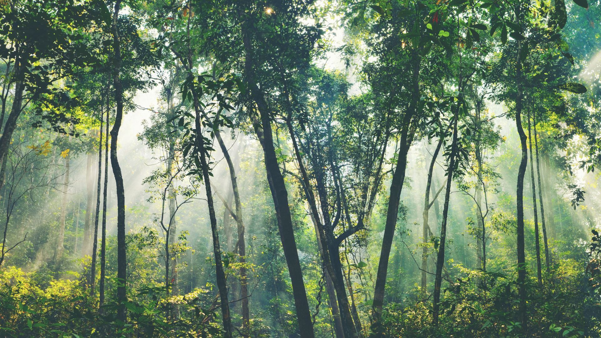 Sunlight filters through tall green trees in a dense, misty forest.