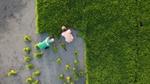 Aerial view of two farmers harvesting and bundling their tea crop