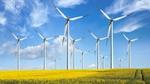 Wind turbines in a yellow field on a sunny day