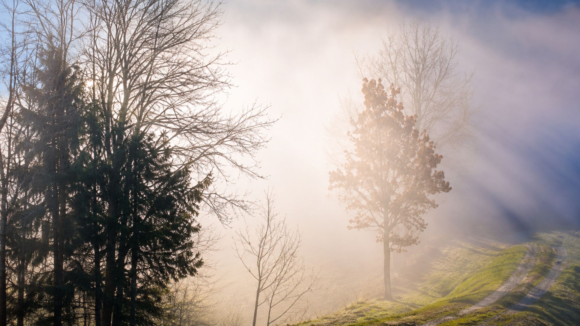 Morning sunlight filters through misty trees beside a narrow grassy path