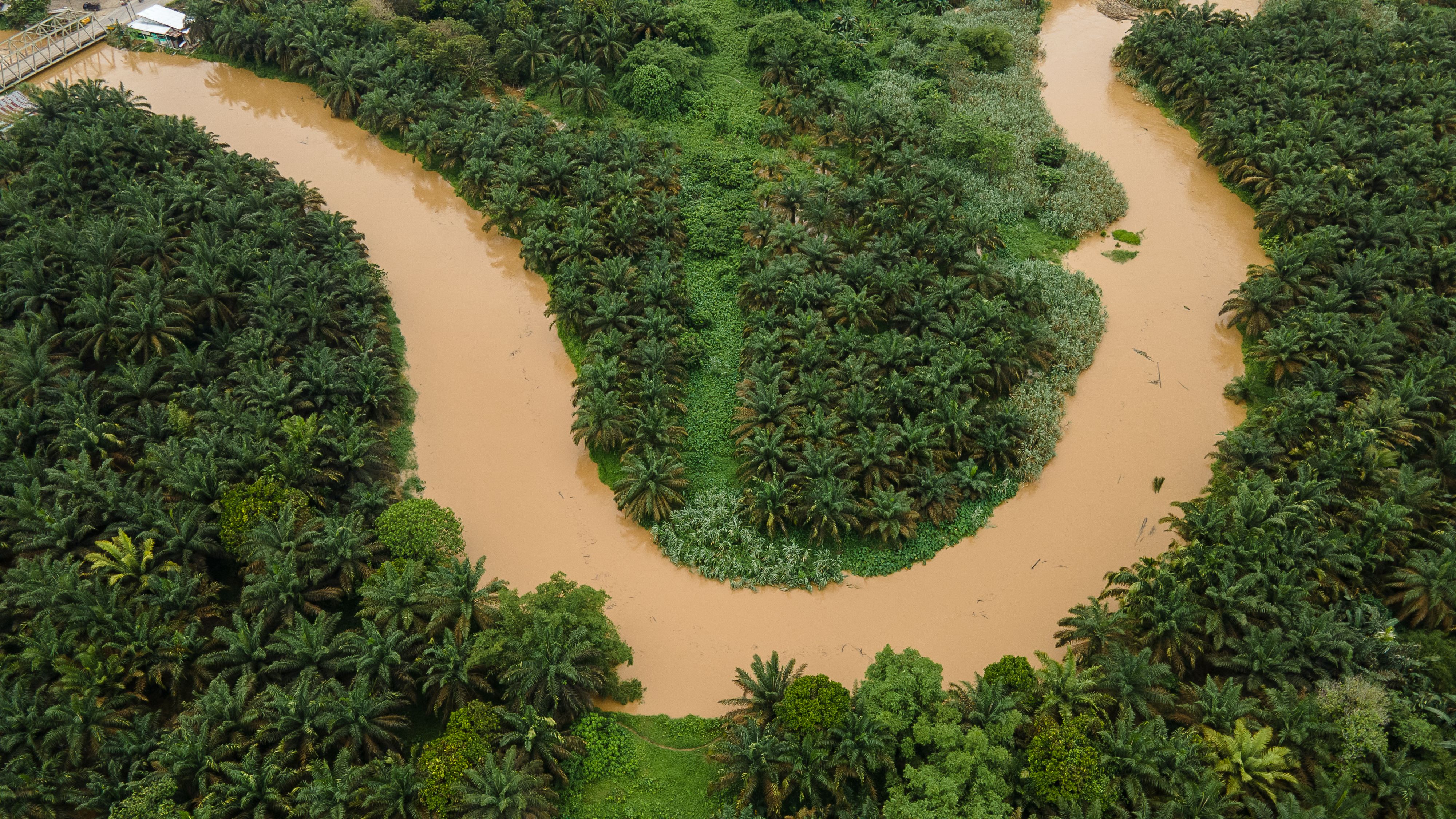 An aerial view of green palm plantation on the banks of a winding brown river, with a bridge in the distance.