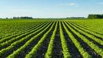 World Soil Day