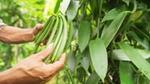 Hands of a farmer inspecting their vanilla pods before harvest